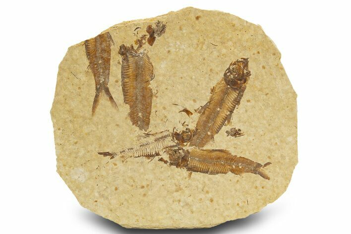 Fossil Fish (Knightia) Mortality Plate - Wyoming #327795
